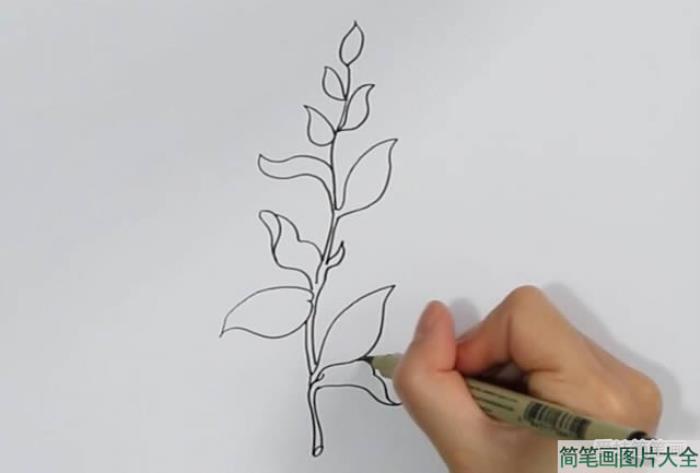 茶树简笔画  第2张