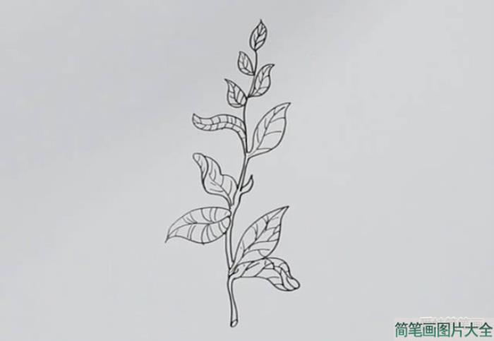 茶树简笔画  第3张