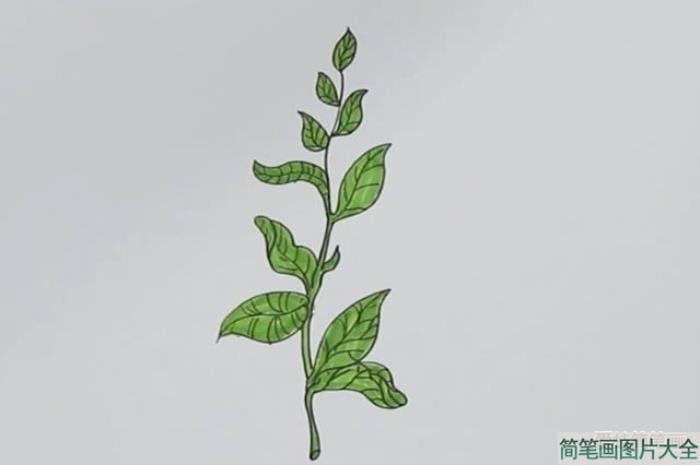 茶树简笔画  第4张