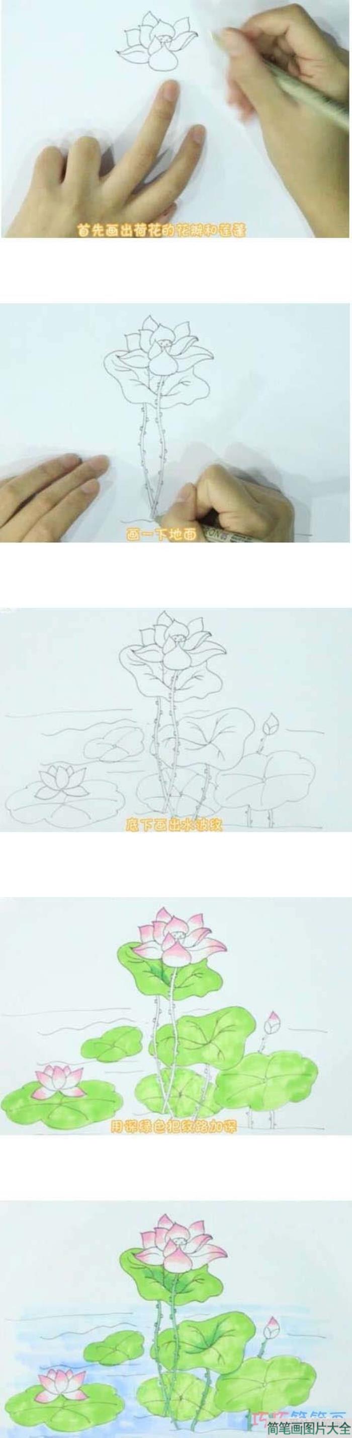 手绘荷花简笔画怎么画  第1张