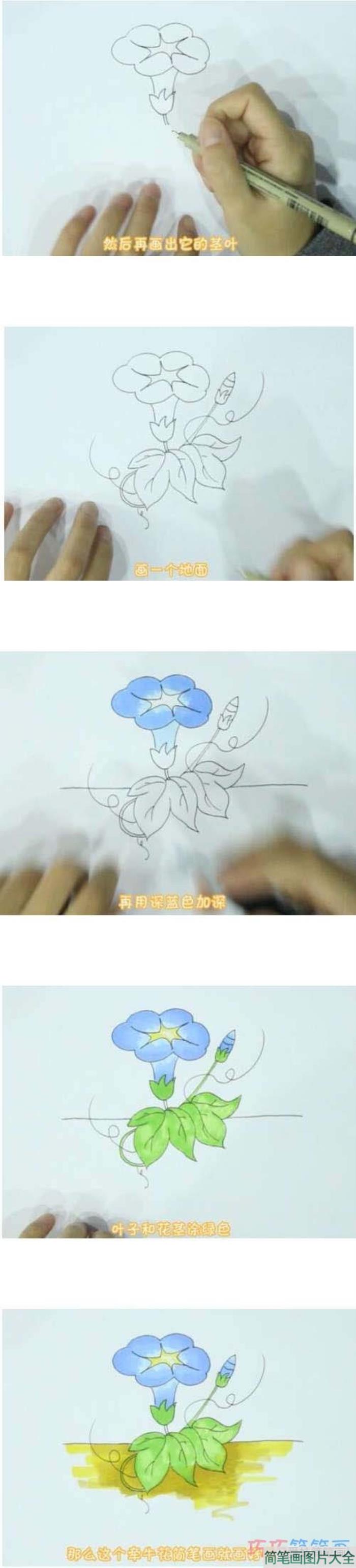 教你一步一步手绘牵牛花简笔画  第1张