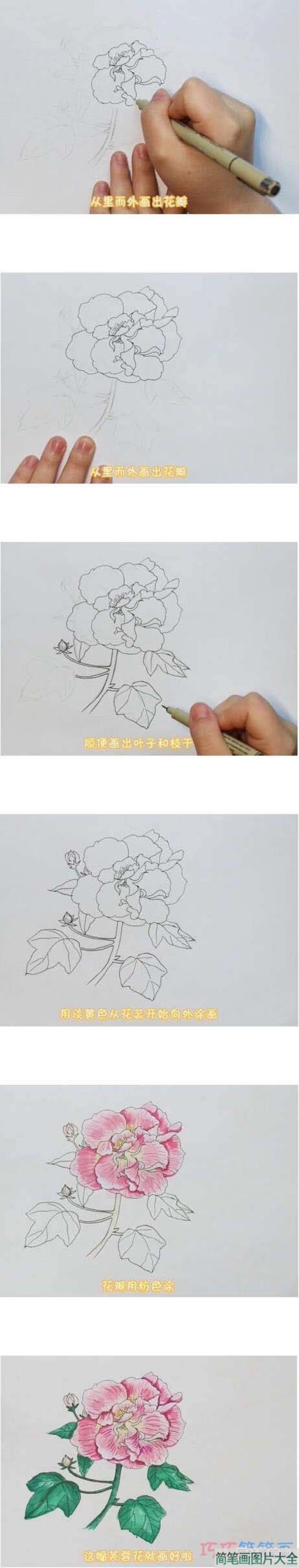 教你一步一步手绘芙蓉花  第1张