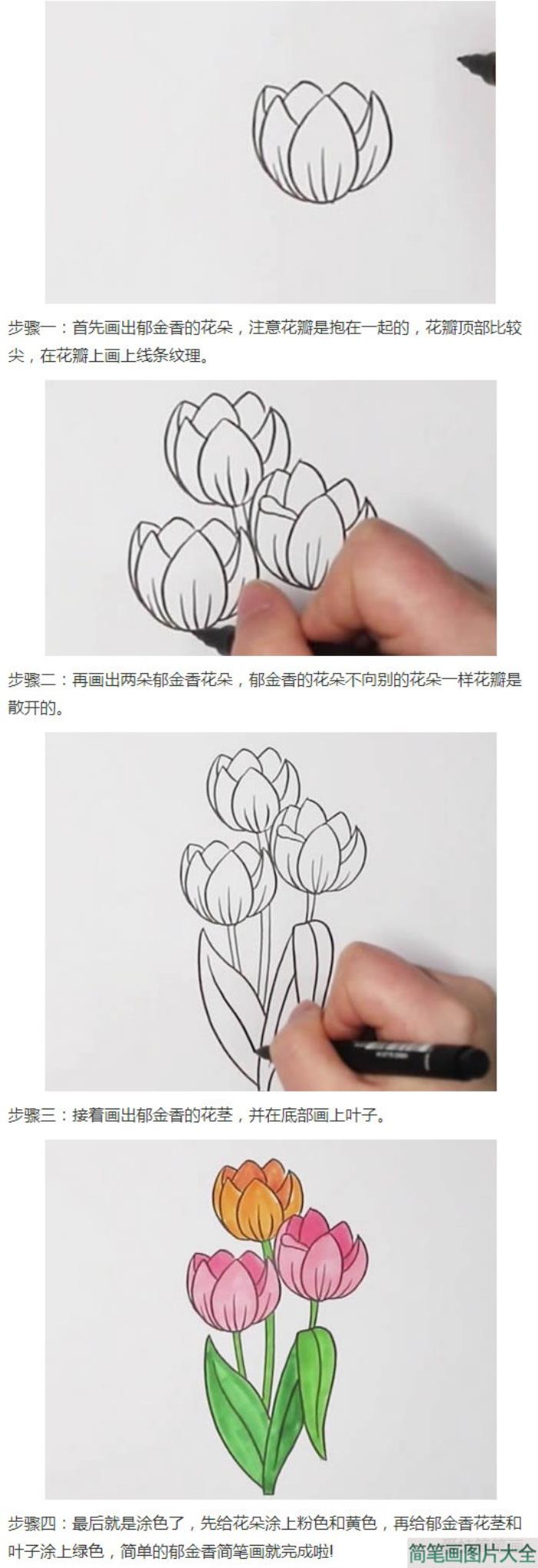 郁金香的画法步骤