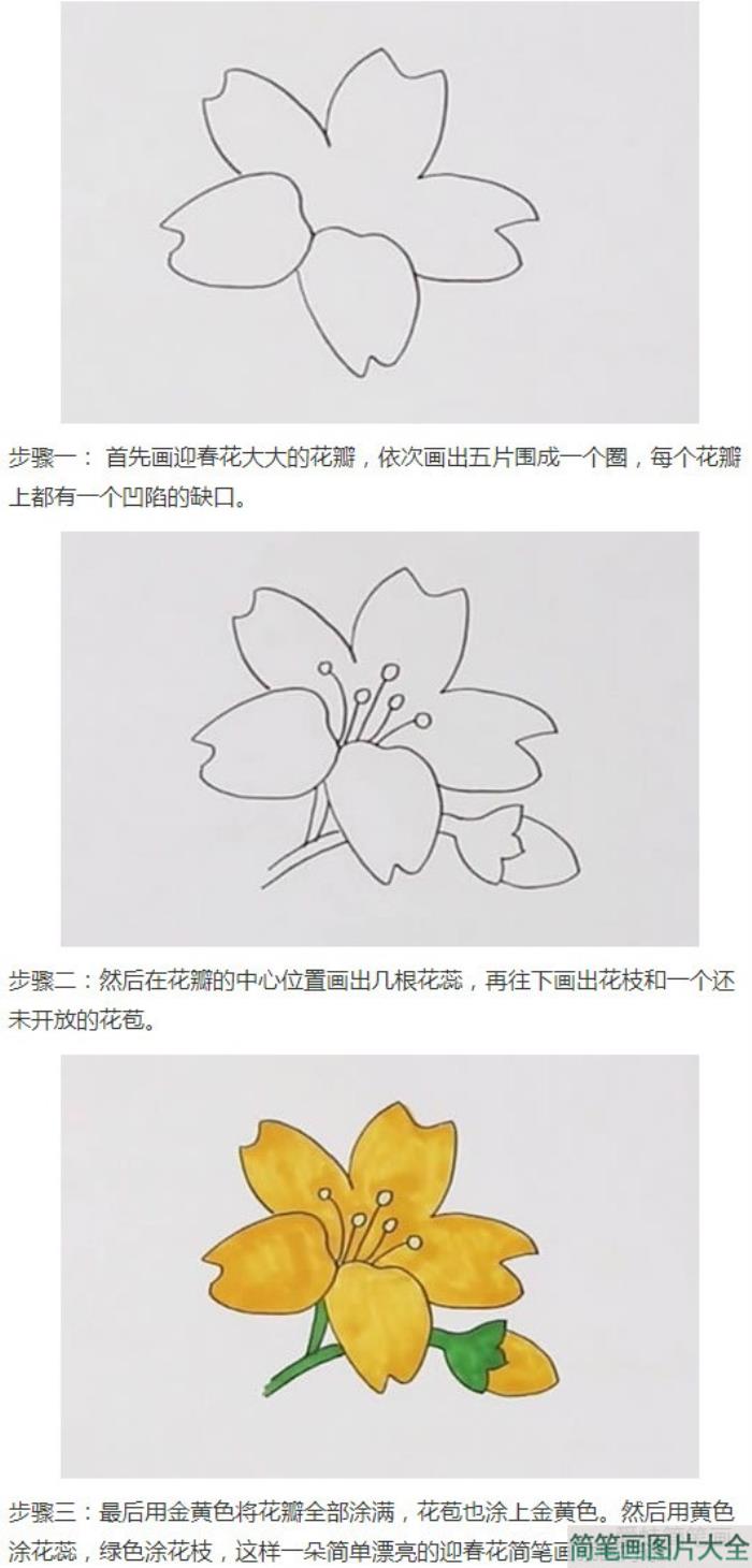 迎春花的画法步骤涂色  第1张