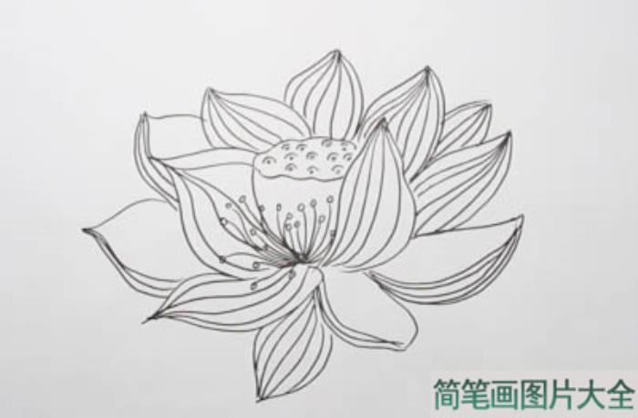 荷花简笔画  第2张