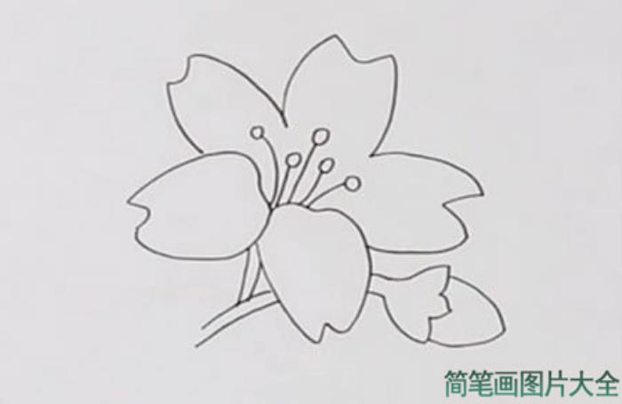 迎春花简笔画  第2张