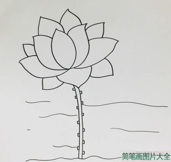 荷花简笔画步骤图解  第3张