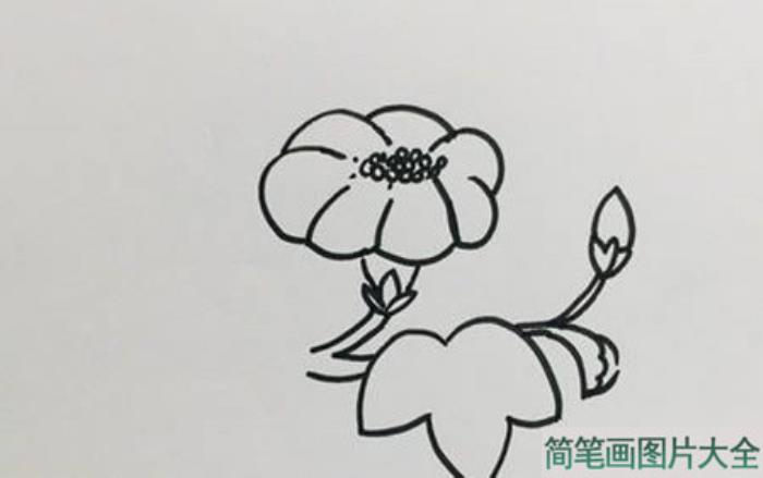 牵牛花简笔画  第2张