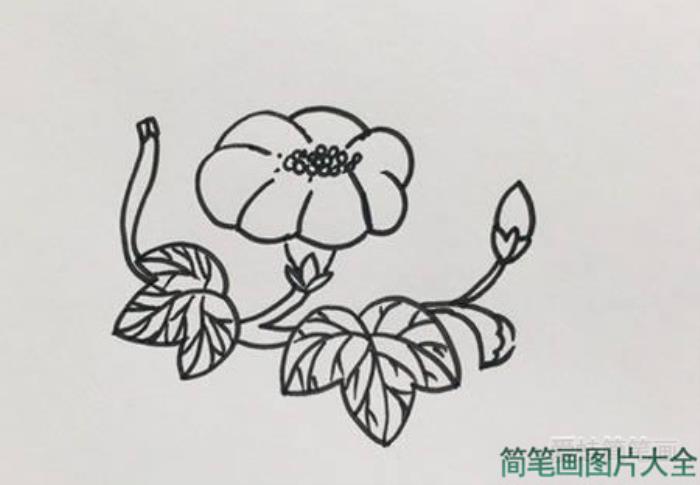 牵牛花简笔画  第3张