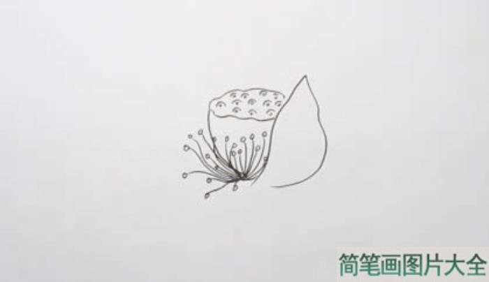 荷花简笔画简单又好看