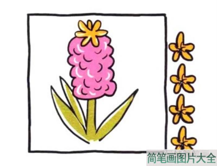 四步画出风信子简笔画  第4张