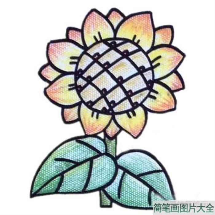 向日葵简笔画彩色图片  第5张