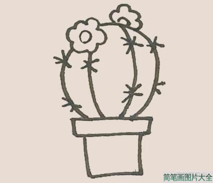 仙人球花简笔画  第7张