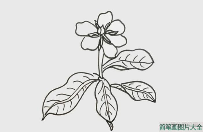 栀子花简笔画  第3张