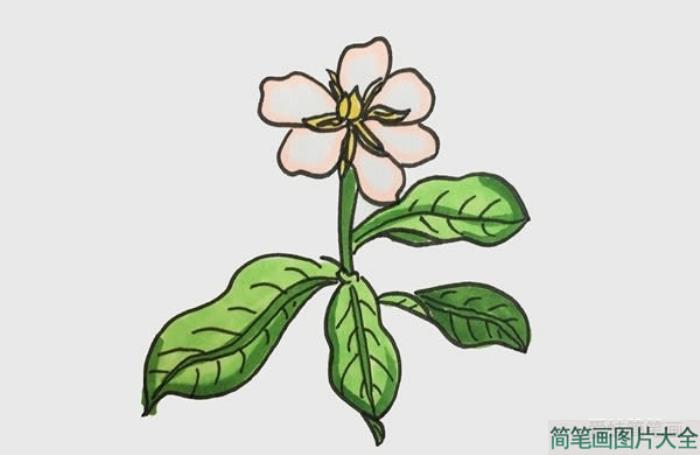 栀子花简笔画  第4张