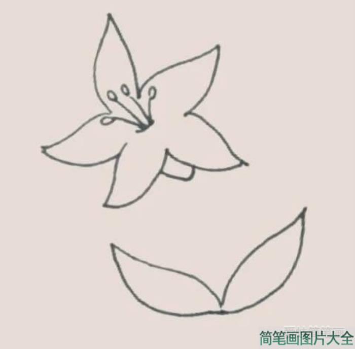 百合花简笔画  第4张