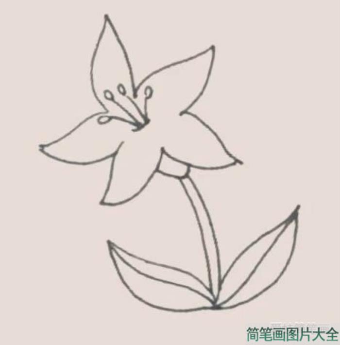 百合花简笔画  第5张