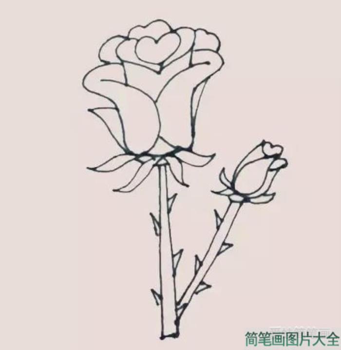 玫瑰花简笔画  第8张