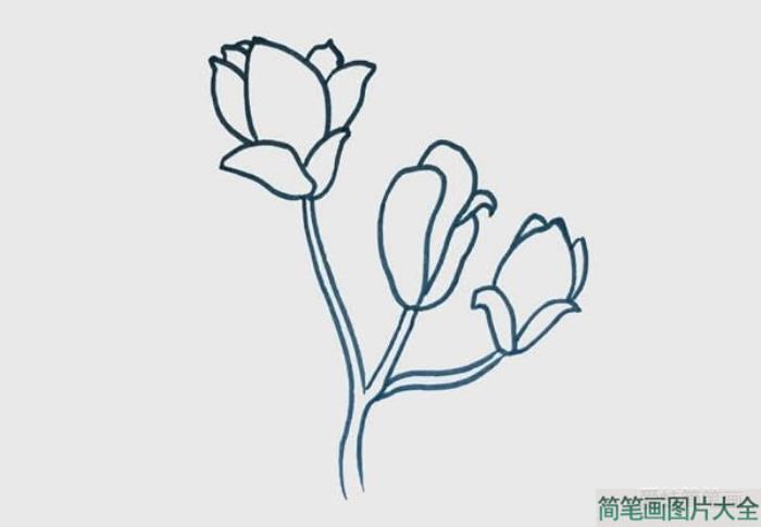 玉兰花简笔画图  第2张