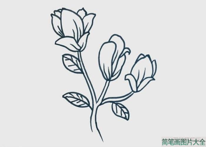 玉兰花简笔画图  第3张