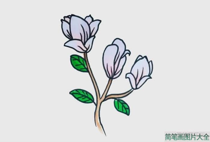 玉兰花简笔画图  第4张