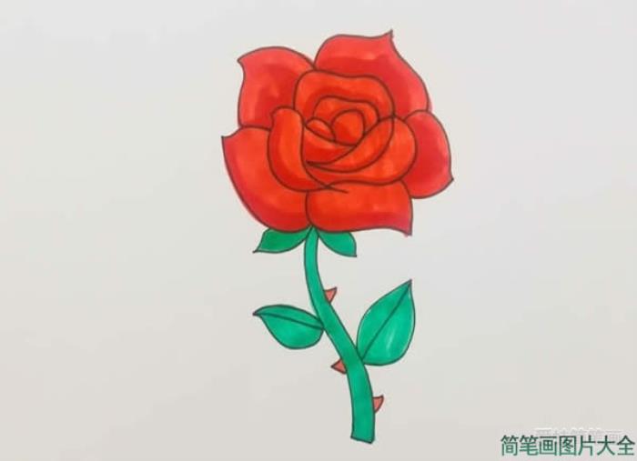 盛开玫瑰花简笔画  第5张