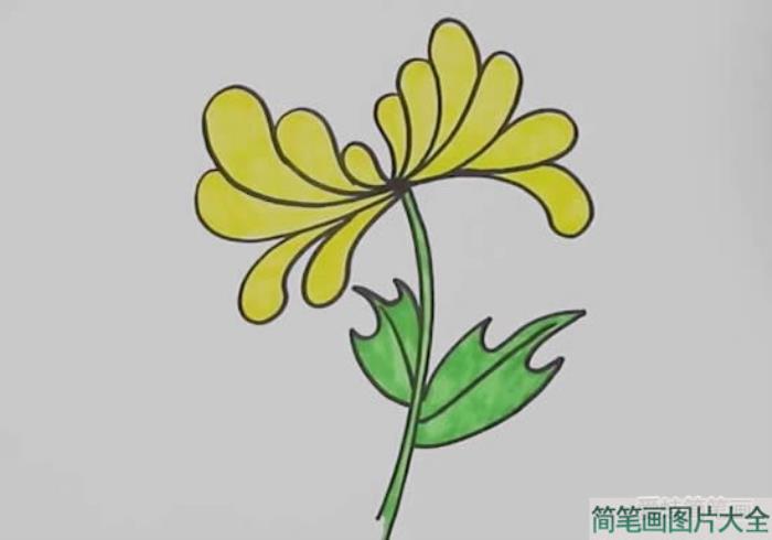 黄菊花怎么画简笔画  第3张