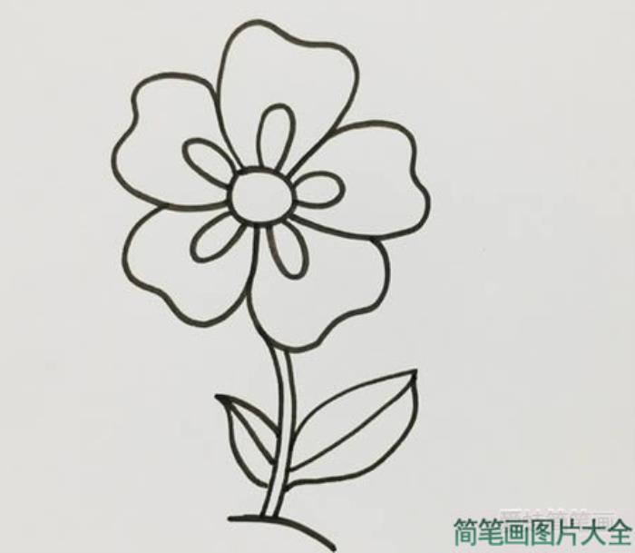 五瓣花简笔画  第3张