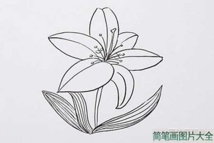 百合花怎么画简笔  第2张