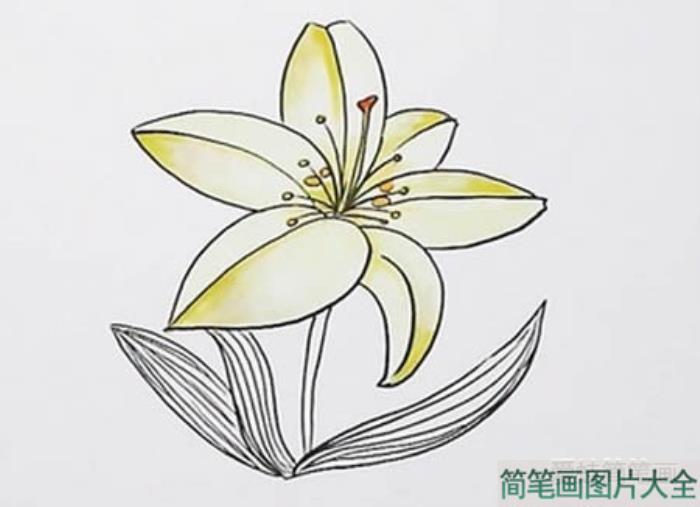 百合花怎么画简笔  第3张