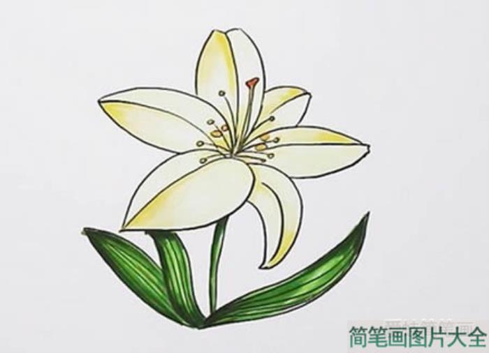 百合花怎么画简笔  第4张