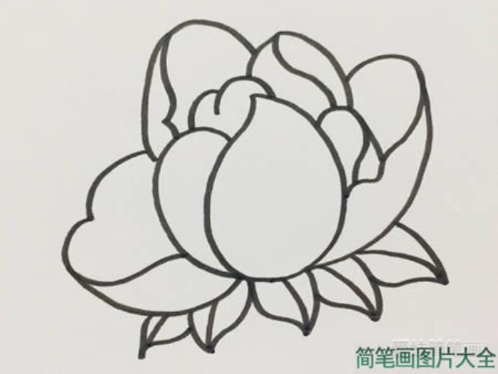 芍药花简笔画  第4张