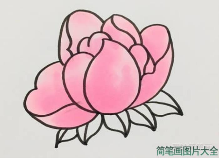 芍药花简笔画  第5张