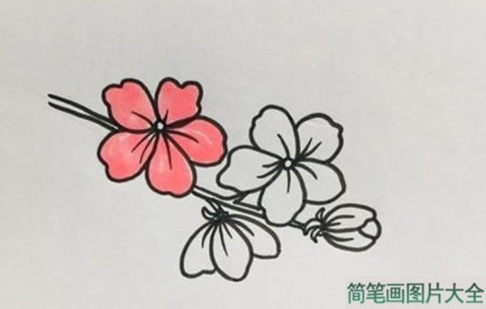 桃花简笔画怎么画简单又漂亮  第3张