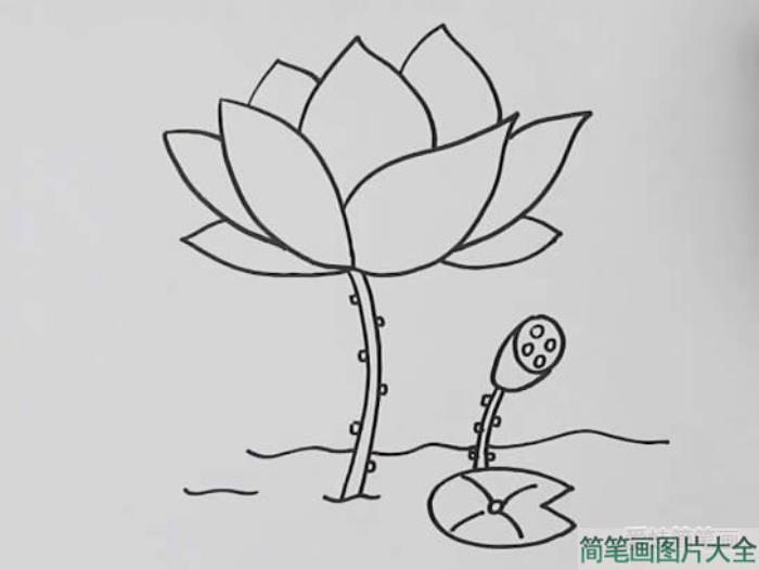 荷花怎么画简笔画  第2张