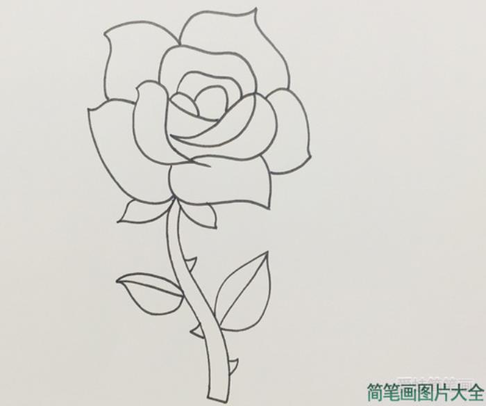 盛开玫瑰花的画法步骤  第2张