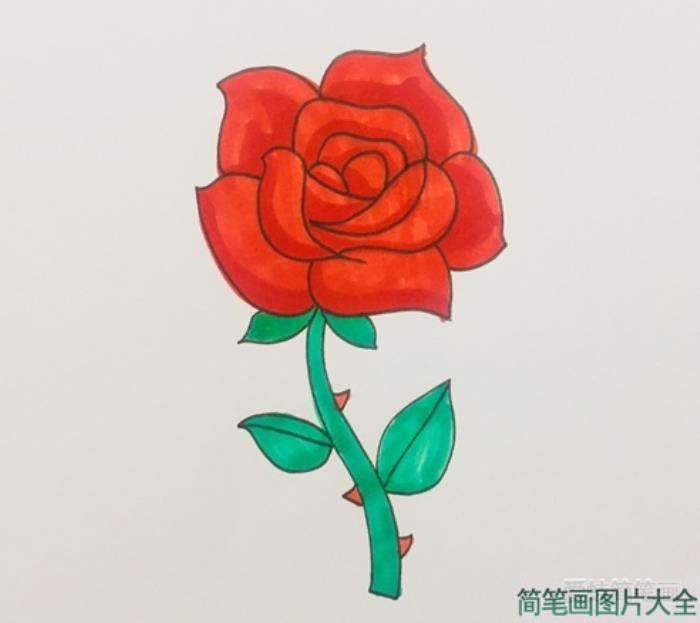 盛开玫瑰花的画法步骤  第5张