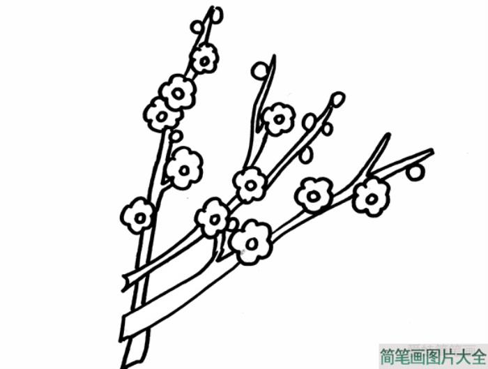 梅花怎么画漂亮又简单  第3张