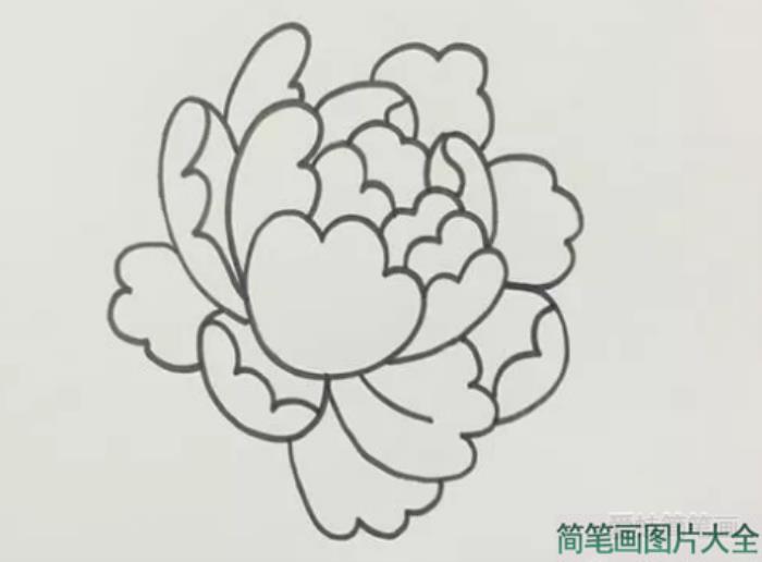 好看的牡丹花  第3张