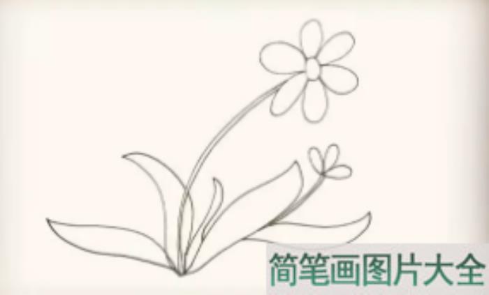 太阳花简笔画  第7张