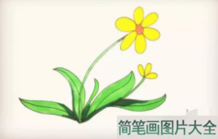 太阳花简笔画  第9张