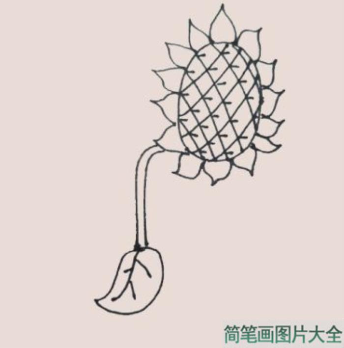 向日葵简笔画  第6张