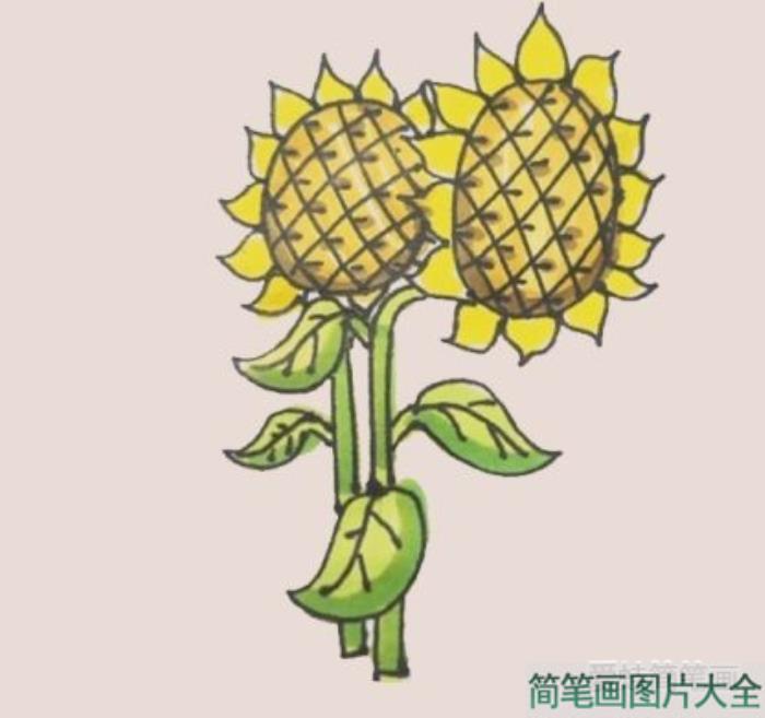 向日葵简笔画  第9张