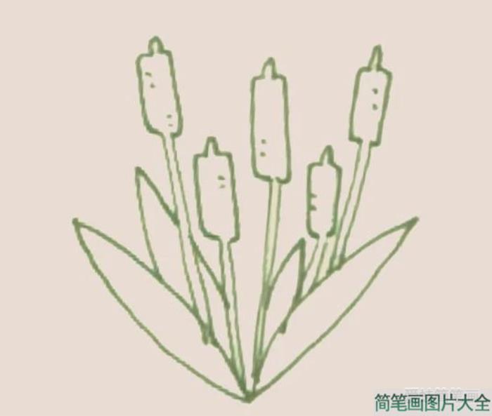 香蒲简笔画  第5张