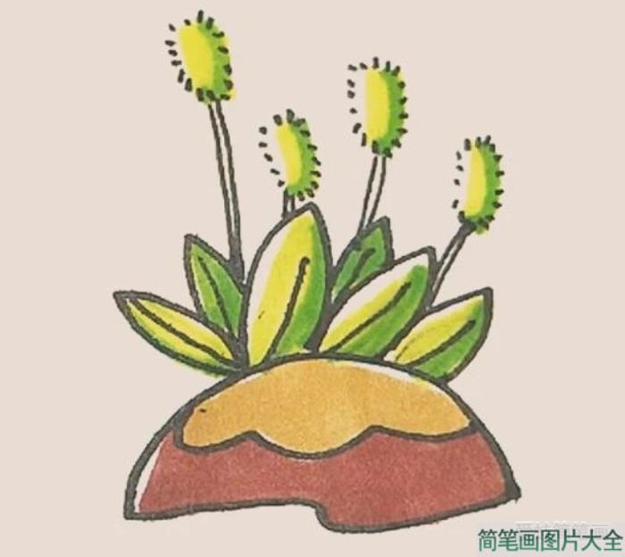 简笔画狗尾巴草  第7张