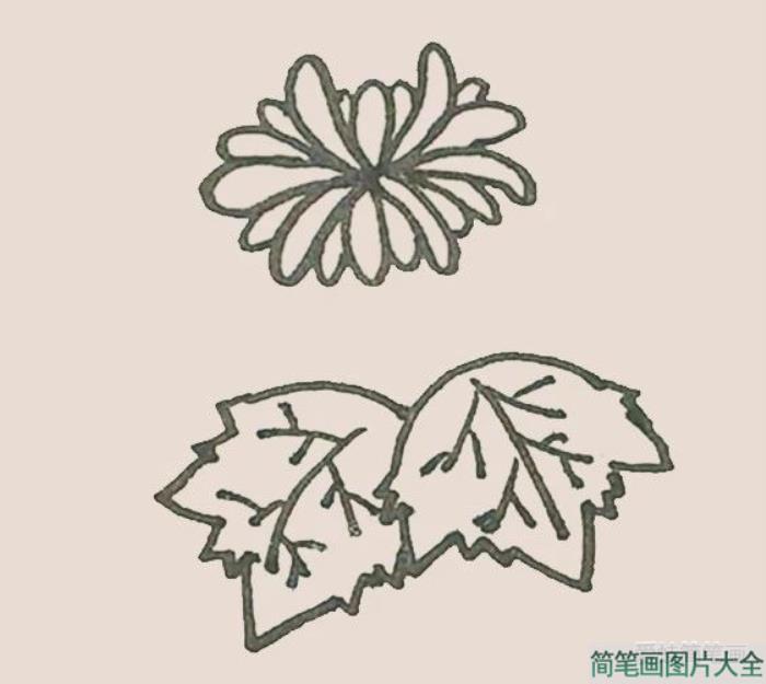 简笔画之菊花  第8张