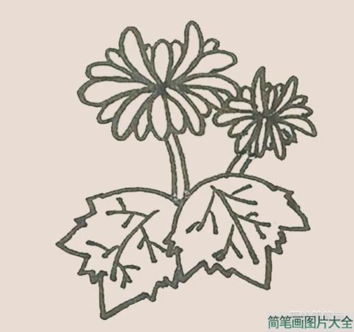 简笔画之菊花  第9张