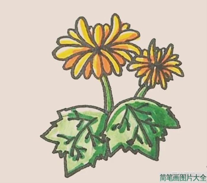 简笔画之菊花  第10张