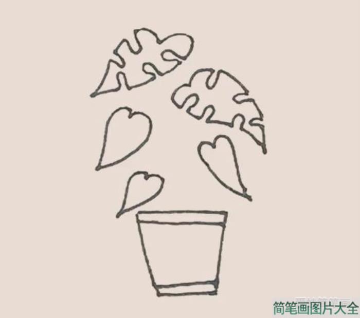 简笔画龟背竹  第4张