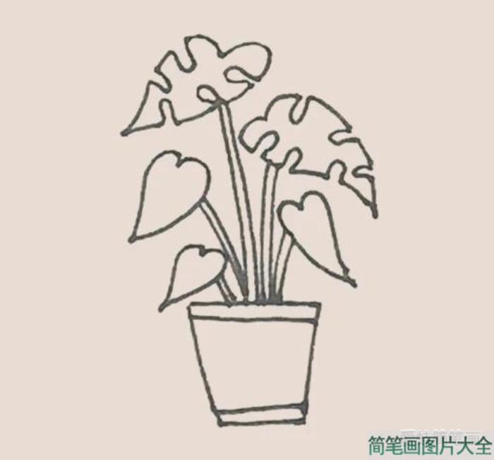 简笔画龟背竹  第5张